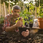 Ce geste en mai ruine 1 récolte de tomates sur 3, selon les experts en permaculture