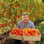 Combien de plants de tomates faut-il pour une famille pour éviter la surproduction ?