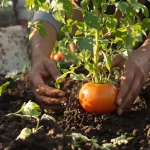 « Enterre-les jusqu'au cou » : depuis qu'un ancien m'a montré ce geste, mes récoltes de tomates ont changé