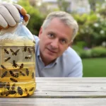 Les frelons asiatiques sont de retour : pourquoi le piège maison n’est pas une bonne idée