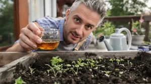 Persil qui ne lève pas : cette préparation avant le semis change tout, et beaucoup s’en privent